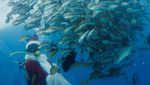 Aksi Sinterklas Menyelam Bersama Ikan-ikan untuk Sambut Natal
