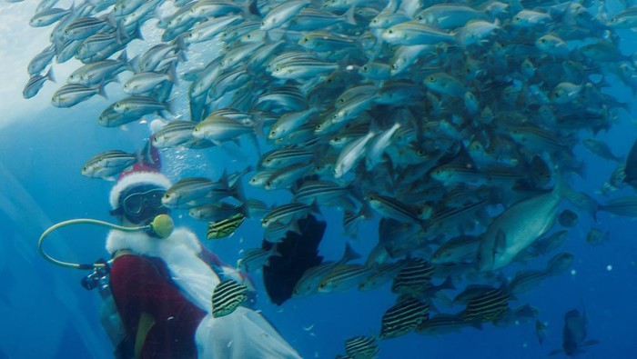Aksi Sinterklas Menyelam Bersama Ikan-ikan untuk Sambut Natal A diver wearing a Santa Claus costume swims with fishes in a large tank during an underwater performance for the upcoming Christmas celebration at Hakkeijima Sea Paradise in Yokohama, south of Tokyo, Japan December 1, 2022. REUTERS/Kim Kyung-Hoon TPX IMAGES OF THE DAY