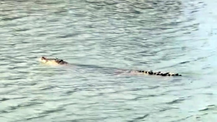 Buaya sepanjang 4 meter muncul di Sungai Mandar, Polman.