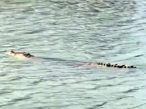 Warga Polman Diteror Kemunculan Buaya 4 Meter di Sungai Mandar