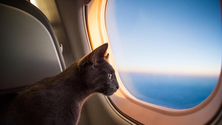 Kucing dalam pesawat