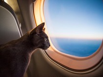 Penting! Aturan Membawa Hewan Peliharaan Naik Kereta-Pesawat yang Wajib Kamu Tahu