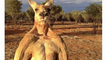 Meme kanguru berotot. Setelah kalah telak lawan Prancis, Australia bangkit pamer otor dan mengalahkan Tunisia serta Denmark. Foto: Twitter