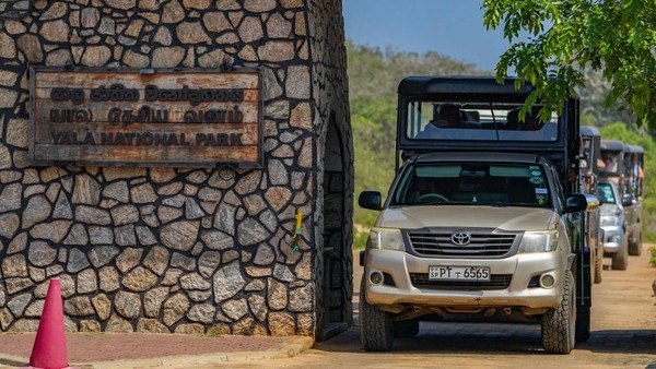 Tampak satu persatu mobil yang ditumpangi turis asing tersebut mulai memasuki kawasan Taman Nasional Yala.