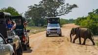 Saat memasuki Taman Nasional tersebut, mereka disambut oleh gajah yang hendak menyebrang jalan.
