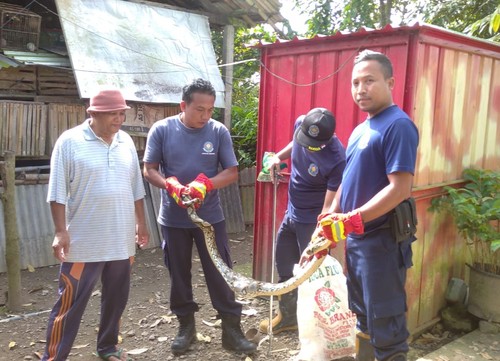 Petugas Damkartan Karangasem saat mengevakuasi ular yang memangsa hewan ternak milik warga, Kamis (1/12/2022). (istimewa)