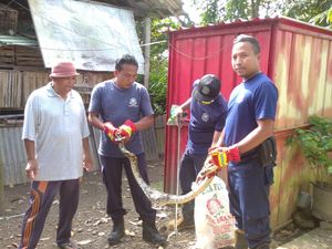 Sering Lahap Ayam-Burung Warga, Damkar Karangasem Tangkap 2 Piton