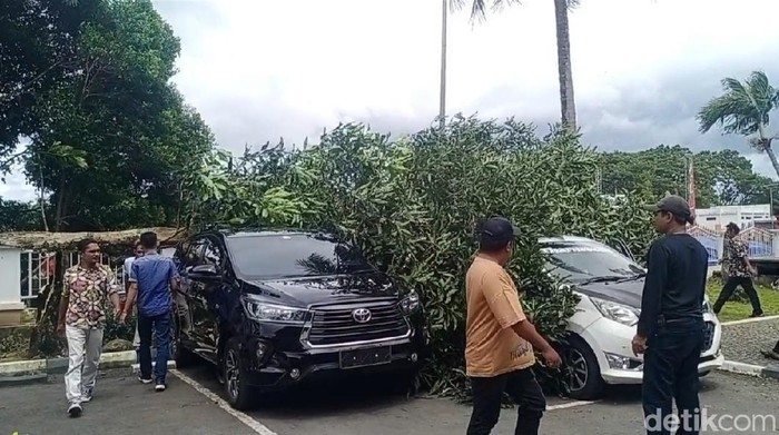 Pohon tumbang di Ambon, Maluku.