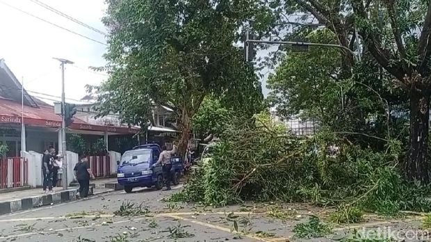 Pohon tumbang di Ambon, Maluku.