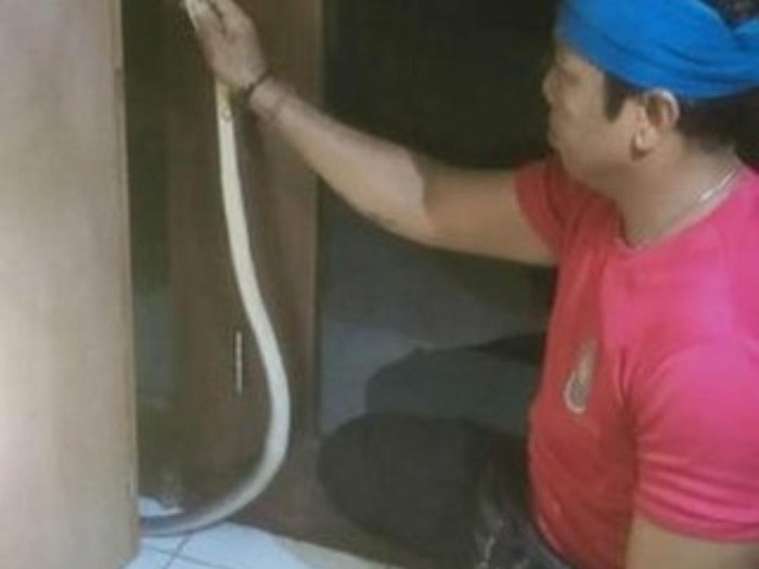 Petugas BPBD Denpasar saat menangkap ular hasil aduan masyarakat, Rabu (30/11/2022)