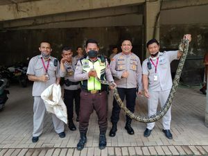 Pagi-pagi, Ular Sanca 5 Meter Kagetkan Pegawai Perkantoran Cilandak