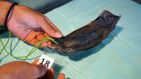 Pengelola penangkaran Hiu Belimbing (Stegostoma tigrinum) memperlihatkan cangkak telur Bayi Hiu Belimbing yang telah menetas di Penangkaran Kabupaten Raja Ampat, Papua Barat, Rabu (30/11/2022). 