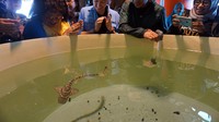 Proyek StAR (Stegostoma tigrinum Augmentation and Recovery) adalah sebuah inisiatif lintas negara dengan melibatkan 60 lembaga konservasi dan BRIDA Papua Barat untuk memulihkan populasi hiu belimbing dan pari di habitat aslinya dengan pemeliharaan telur di penangkaran untuk kemudian dilepasliarkan ke laut Raja Ampat.