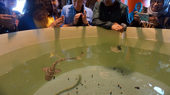 Wow! Penangkaran Hiu Belimbing Pertama di Dunia Ada di Raja Ampat Kepala Badan Riset dan Inovasi Daerah (BRIDA) Papua Barat, Prof.DR. Charlie Heatubun (kedua kanan) bersama Ketua Steering Committee konsorsium StAR Project Dr. Erin Leigh Meyer Beetham (Ketiga kanan) melihat bayi Hiu Belimbing ((Stegostoma tigrinum) bernama charlie makan di Penangkaran Kabupaten Raja Ampat, Papua Barat, Rabu (30/11/2022). Proyek StAR (Stegostoma tigrinum Augmentation and Recovery) adalah sebuah inisiatif lintas negara dengan melibatkan 60 lembaga konservasi dan BRIDA Papua Barat untuk memulihkan populasi hiu belimbing dan pari di habitat aslinya dengan pemeliharaan telur di penangkaran untuk kemudian dilepasliarkan ke laut Raja Ampat. ANTARA FOTO/Olha Mulalinda/hp.