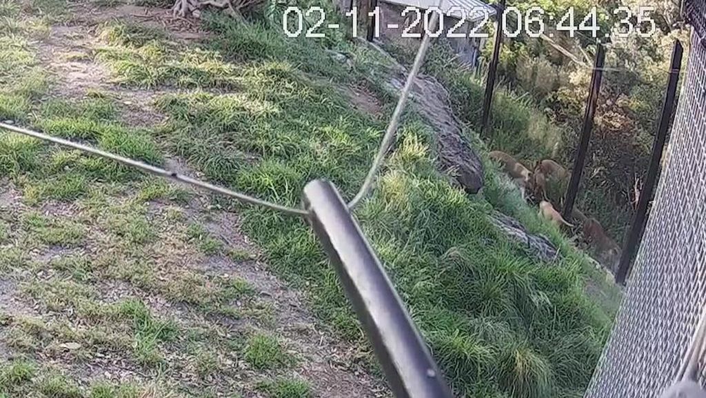 Video Kaburnya 5 Ekor Singa dari Kebun Binatang Sydney Akhirnya Dirilis