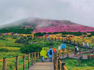 4 Orang Hilang Ditemukan Tewas, Turis-turis Batalkan Liburan ke Pulau Jeju