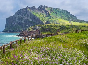 Masalah Serius Bayangi Pulau Jeju, Lumba-lumba Mati karena Overtourism