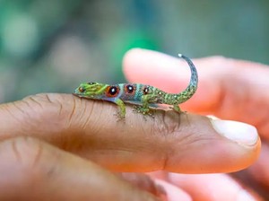 Sempat Terancam Punah, Populasi Tokek Mini Selamat dan Malah Bertambah