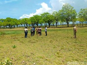 Banyuwangi Bakal Punya Wisata Baru, Namanya Savana Beach