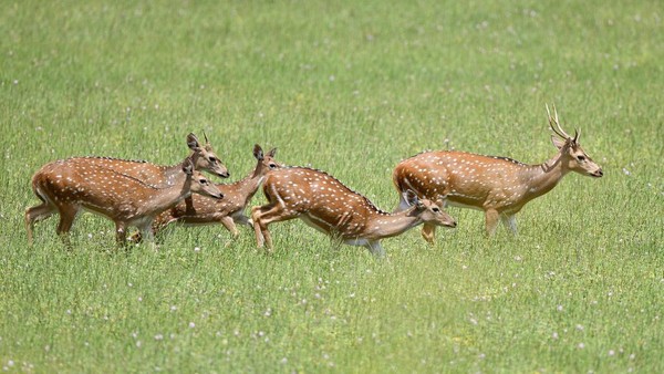Kawanan rusa terlihat berlarian di sebuah padang rumput.