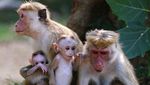 Keanekaragaman Satwa di Taman Nasional Yala Sri Lanka