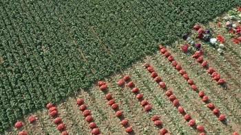 Jepretan drone tersebut menghasilkan karya indah meskipun hanya sebatas memanen kubis.