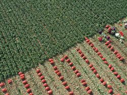 Aktivitas Panen Kubis Hasilkan Foto Indah Lho