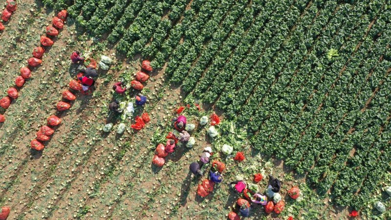 JIAOZUO, CHINA - DECEMBER 01: Aerial view of farmers harvesting Chinese cabbage in a field on December 1, 2022 in Jiaozuo, Henan Province of China. (Photo by Xu Hongxing/VCG via Getty Images)