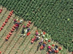 Aktivitas Panen Kubis Hasilkan Foto Indah Lho