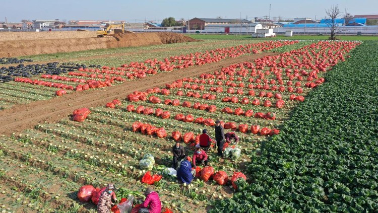 JIAOZUO, CHINA - DECEMBER 01: Aerial view of farmers harvesting Chinese cabbage in a field on December 1, 2022 in Jiaozuo, Henan Province of China. (Photo by Xu Hongxing/VCG via Getty Images)