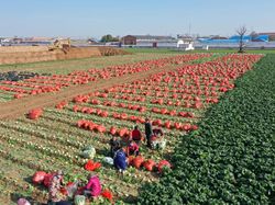 Aktivitas Panen Kubis Hasilkan Foto Indah Lho