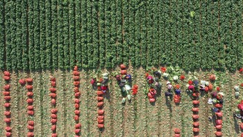 Ini dia hasil jepretan drone dari aktivitas panen kubis di kawasan Jiaozuo, Provinsi Henan, China, Kamis (1/12/2022).