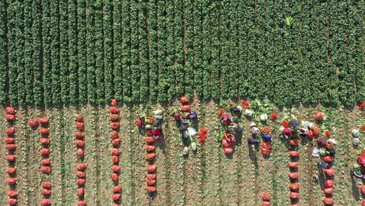 JIAOZUO, CHINA - DECEMBER 01: Aerial view of farmers harvesting Chinese cabbage in a field on December 1, 2022 in Jiaozuo, Henan Province of China. (Photo by Xu Hongxing/VCG via Getty Images)