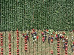 Aktivitas Panen Kubis Hasilkan Foto Indah Lho