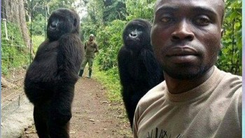 Gorilla menjadi orang. Foto: Twitter