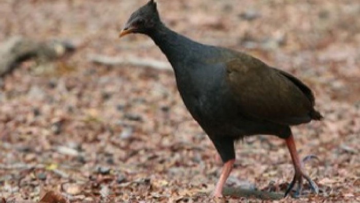 Burung gosong di TN Komodo. Foto: shutterstock