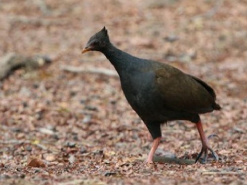Burung gosong di TN Komodo. Foto: shutterstock