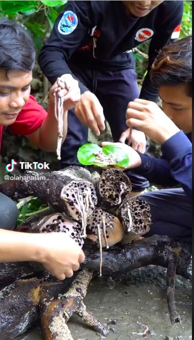 Cacing tembiluk
