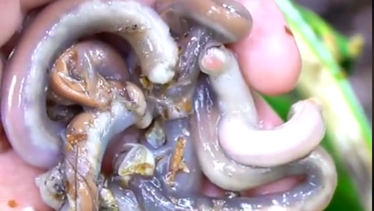 Cacing Tembiluk (Tangkapan Layar)