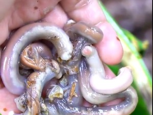 Cacing Tembiluk yang Disebut Lezat dan Kaya Manfaat