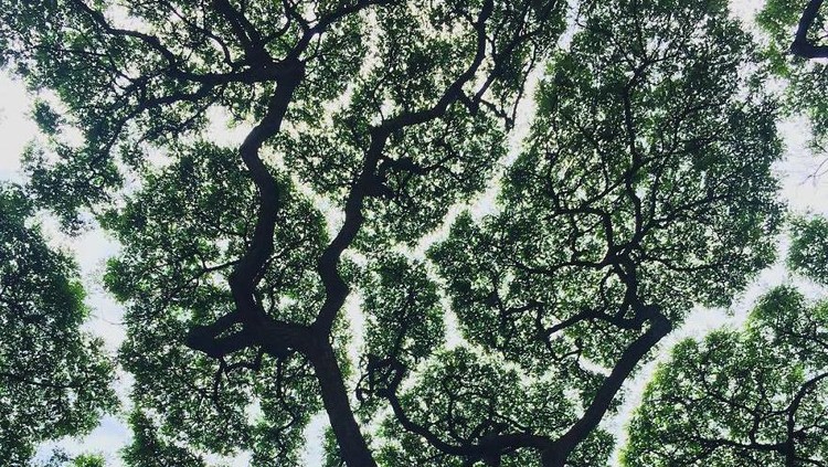 Fenomena Daun Unik yang Jarang Diperhatikan Saat Jalan-jalan ke Hutan Ada beberapa fenomena unik yang ditemukan saat menjelajahi hutan. Salah satunya fenomena yang terjadi secara alami disebut