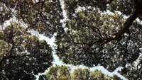 Ada beberapa fenomena unik yang ditemukan saat menjelajahi hutan. Salah satunya fenomena yang terjadi secara alami disebut 