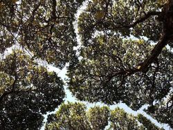 Potret Fenomena Unik Pucuk Pohon Tak Bersentuhan yang Bikin Takjub