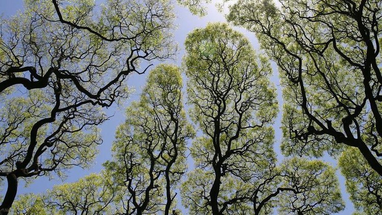 Ada beberapa fenomena unik yang ditemukan saat menjelajahi hutan. Salah satunya fenomena yang terjadi secara alami disebut 