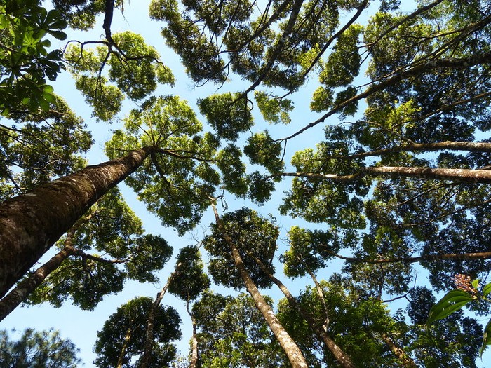 Ada beberapa fenomena unik yang ditemukan saat menjelajahi hutan. Salah satunya fenomena yang terjadi secara alami disebut 
