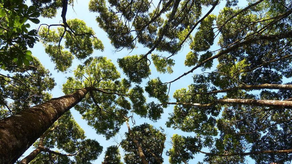 Potret Fenomena Unik Pucuk Pohon Tak Bersentuhan yang Bikin Takjub