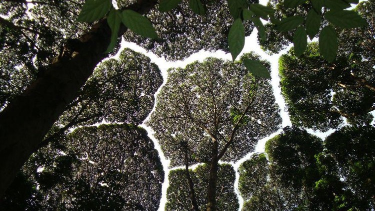 Fenomena Daun Unik yang Jarang Diperhatikan Saat Jalan-jalan ke Hutan Ada beberapa fenomena unik yang ditemukan saat menjelajahi hutan. Salah satunya fenomena yang terjadi secara alami disebut