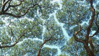 Ada beberapa fenomena unik yang ditemukan saat menjelajahi hutan. Salah satunya fenomena yang terjadi secara alami disebut 