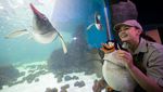 Gemas Banget! Ternyata Begini Cara Unik Penguin Renang