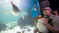 Seorang wanita membawa boneka penguin sembari melihat penguin berenang di balik aquarium. 